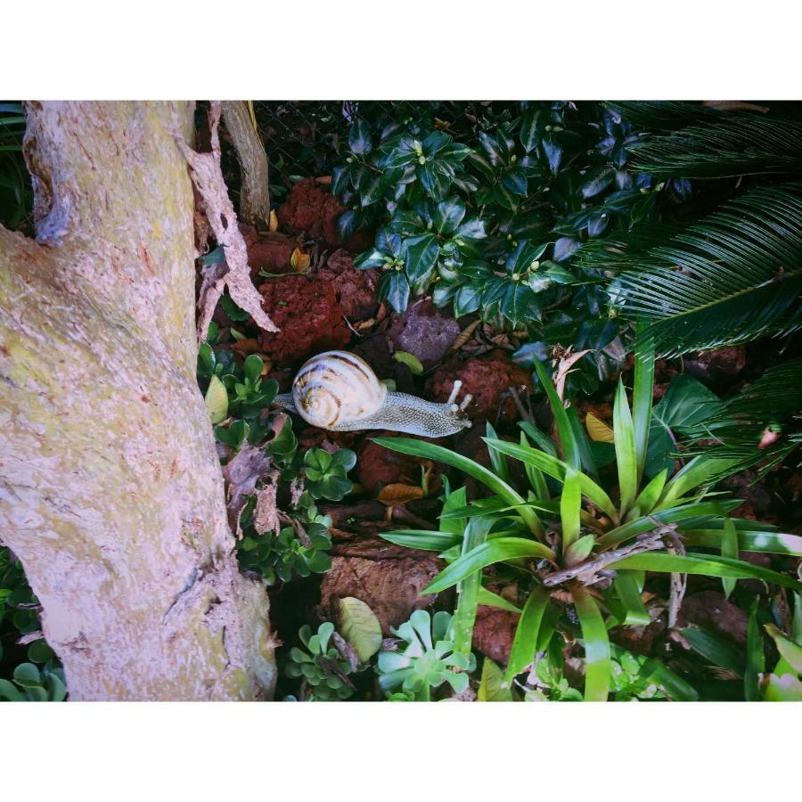 ポンタ・デルガダ Casa De Santa Margaridaヴィラ エクステリア 写真